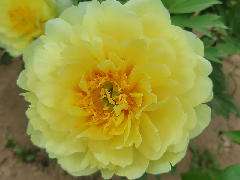 巴茨拉、早期花徑極大重瓣型